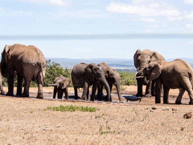 Elefanten mit Jungtieren im Addo Elephant Park