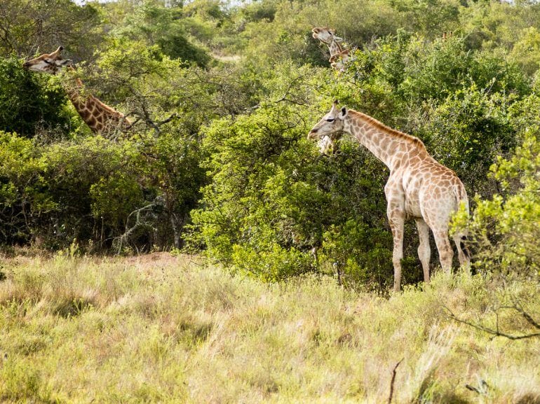 Giraffen im Schotia Private Game Reserve