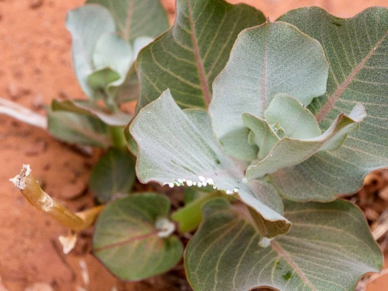 giftige Pflanze im Monument Valley