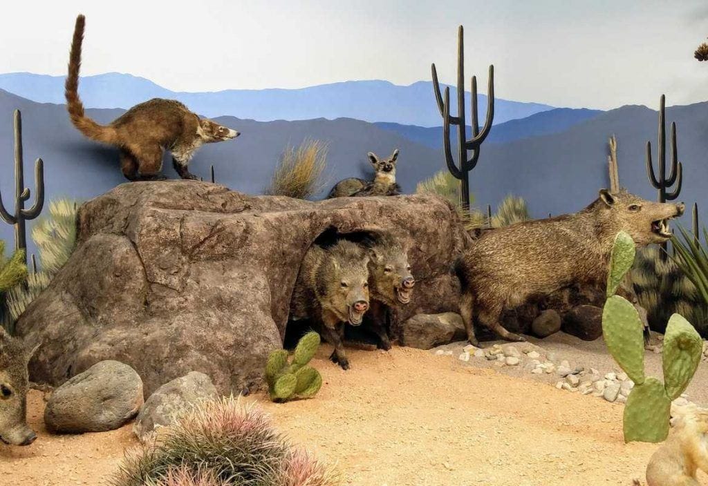 Exponate im Wildlife Museum Nähe Bryce Canyon
