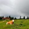 Kuh auf der Winklmoosalm in Reit im Winkl