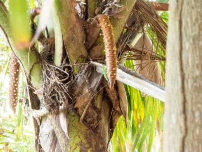 männliche Coco de Mer im Fond Ferdinand auf Praslin Seychellen