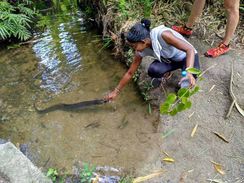 Haustier Aal im Fond Ferdinand auf Praslin Seychellen