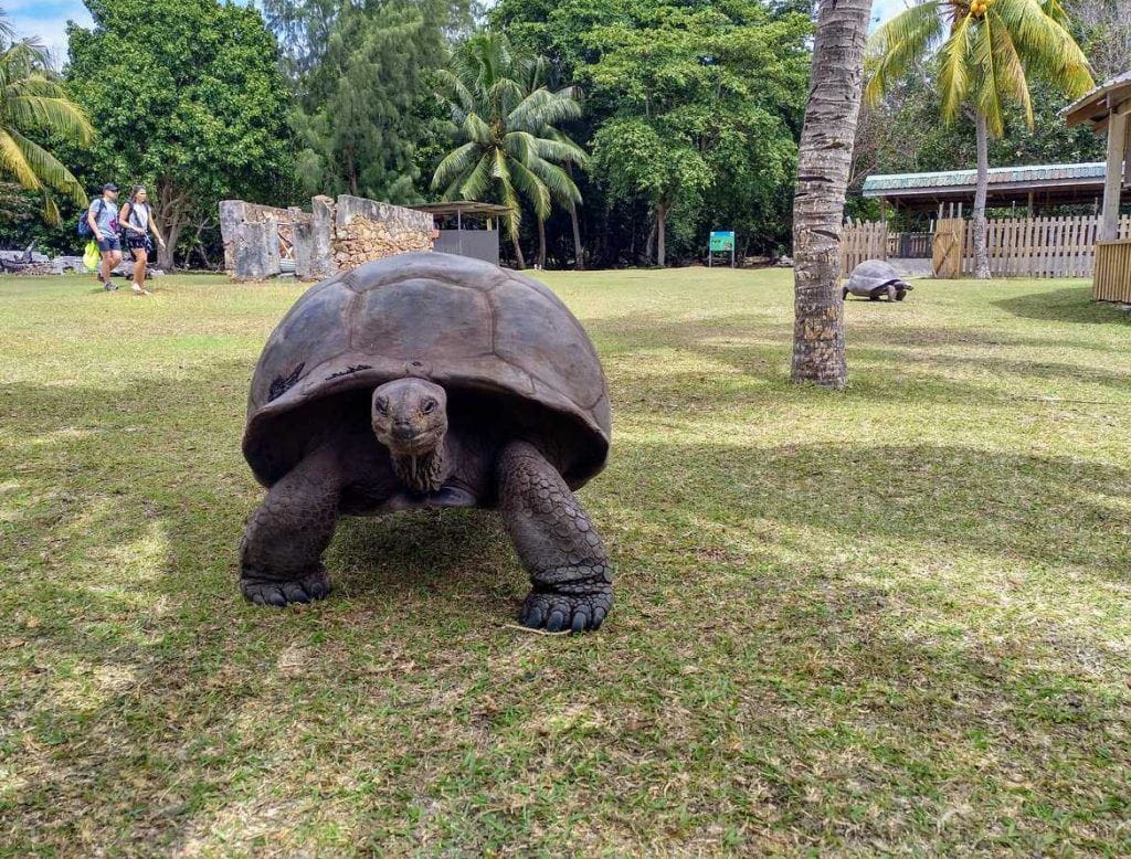 Riesenschildkröte auf Curieuse Seychellen