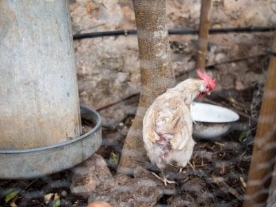 Hühner in Ramons Garten auf Mallorca