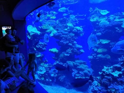 bodentiefes Aquarium in Mallorca