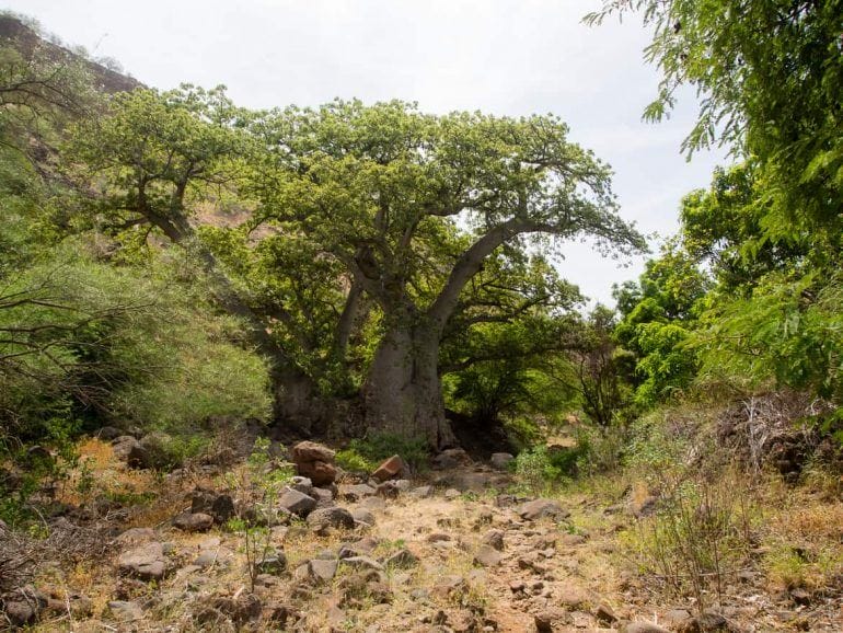 Baobab Baum auf Santiago Kapverden