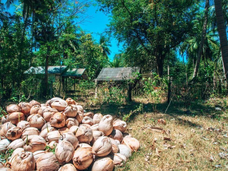 Kokosnüsse auf Koh Tan Thailand