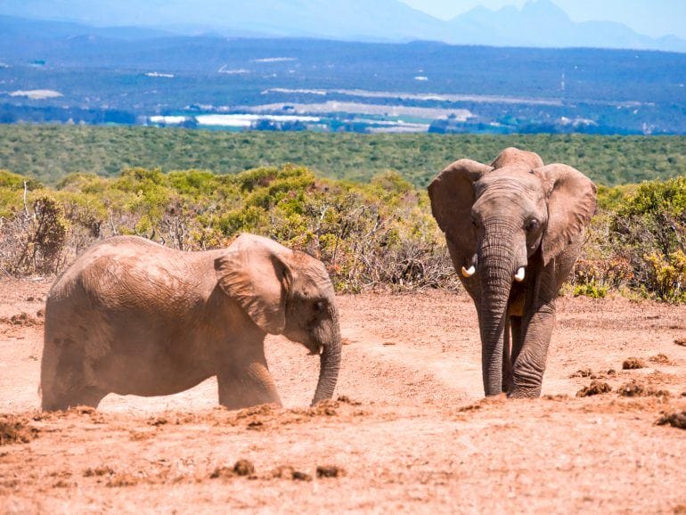 Addo Elephant Park Garden Route Südafrika