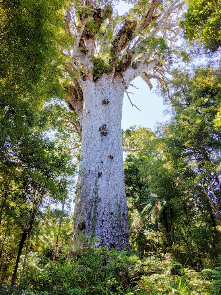 Tane Mahuta im Waipoua Forest Neuseeland