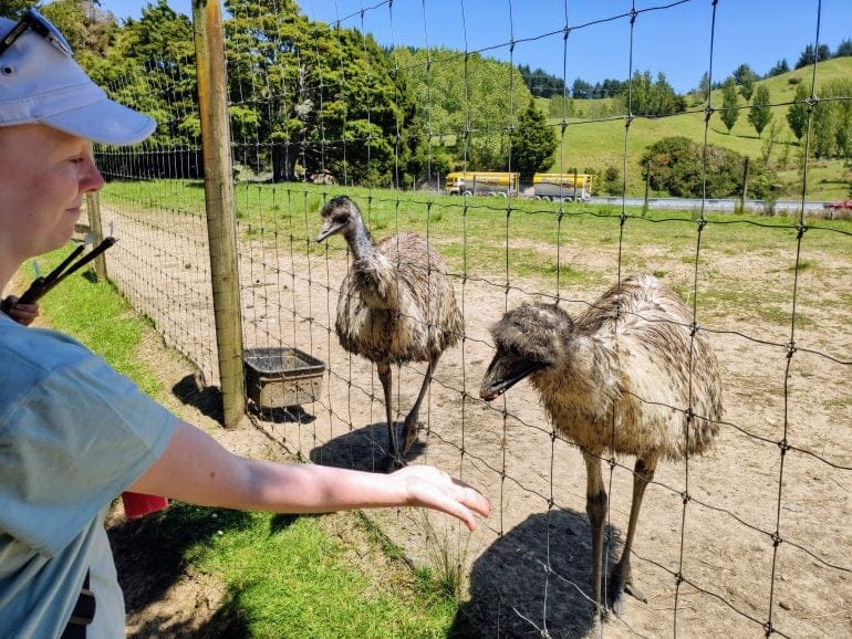 Emus Sheep World Neuseeland