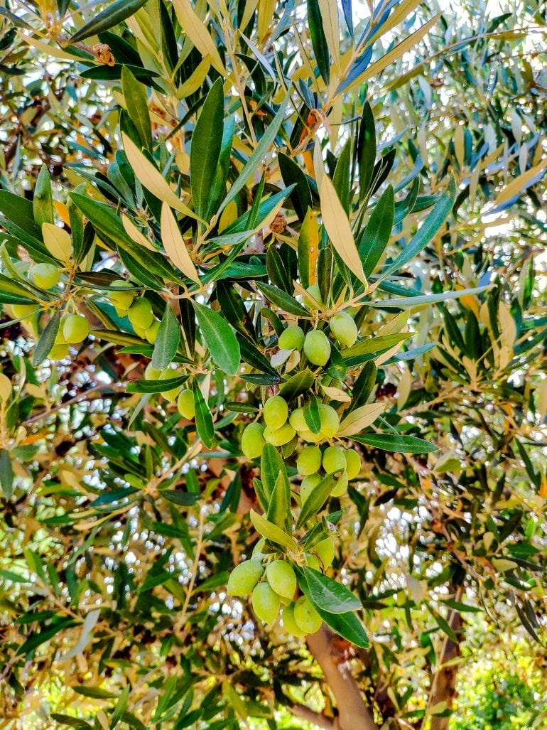Olive Tree Farm Rhodos