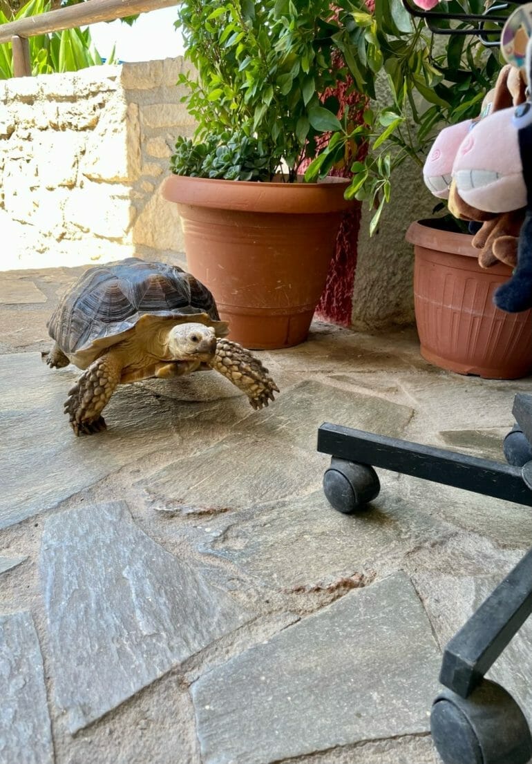 Schildkröte Reptisland Kreta