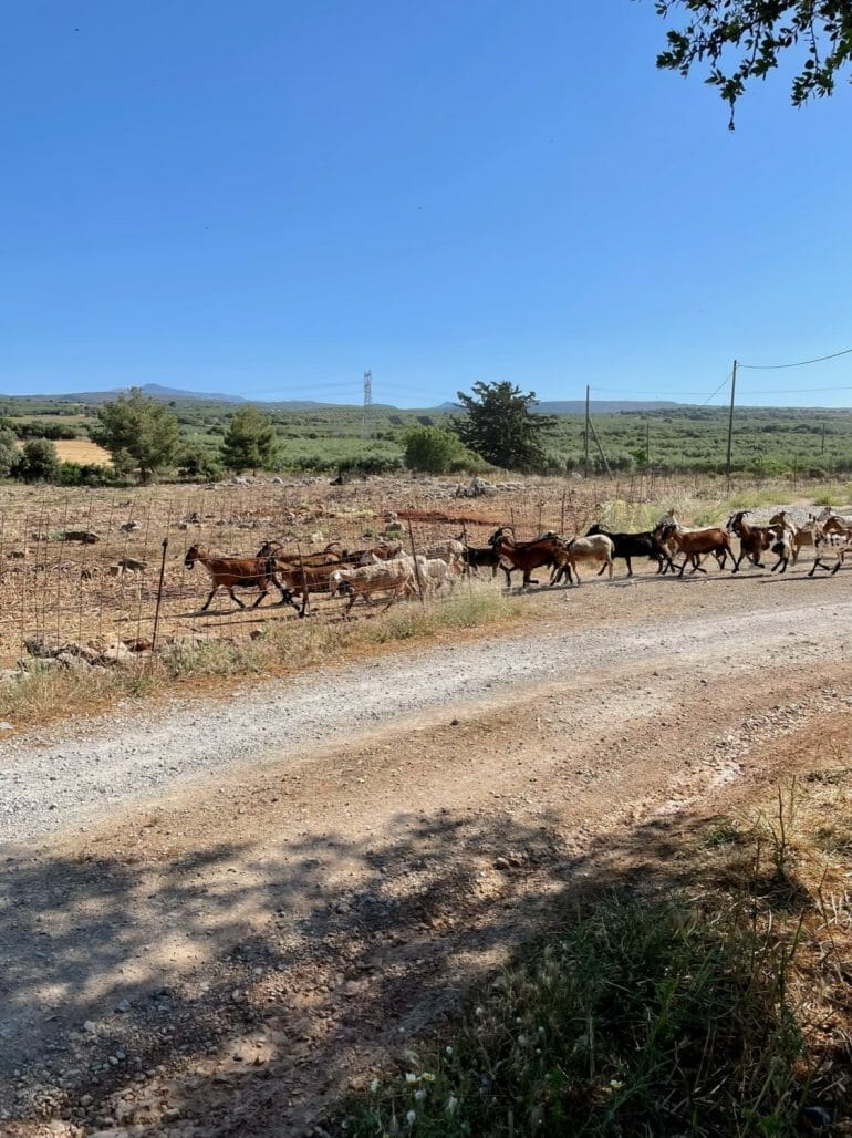 Bauernhofbesuch auf Kreta