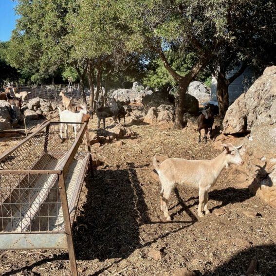 Bauernhofbesuch auf Kreta